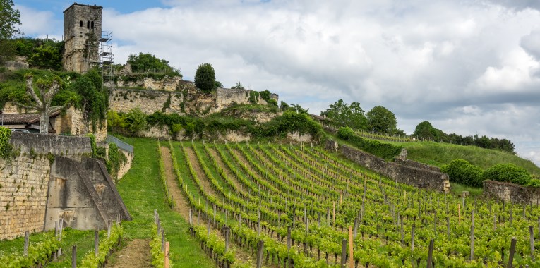 Bordeaux wine vineyard
