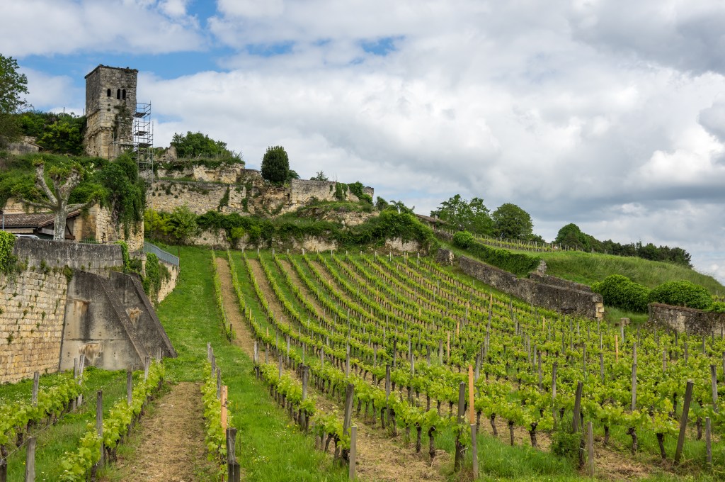 Bordeaux wine vineyard
