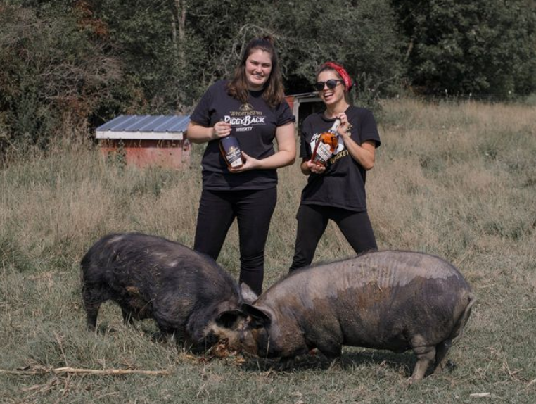 two people holding bottles of bourbon and two pigs on farm