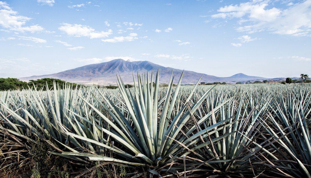 field of agave plants